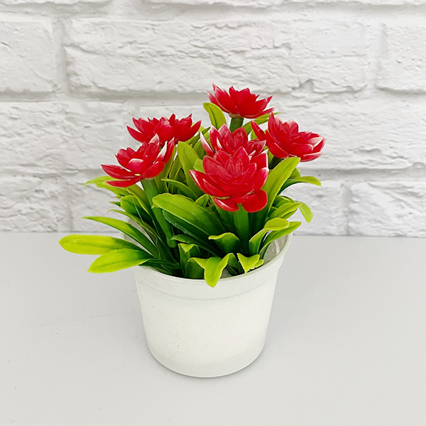 PLANTA CON MACECTA